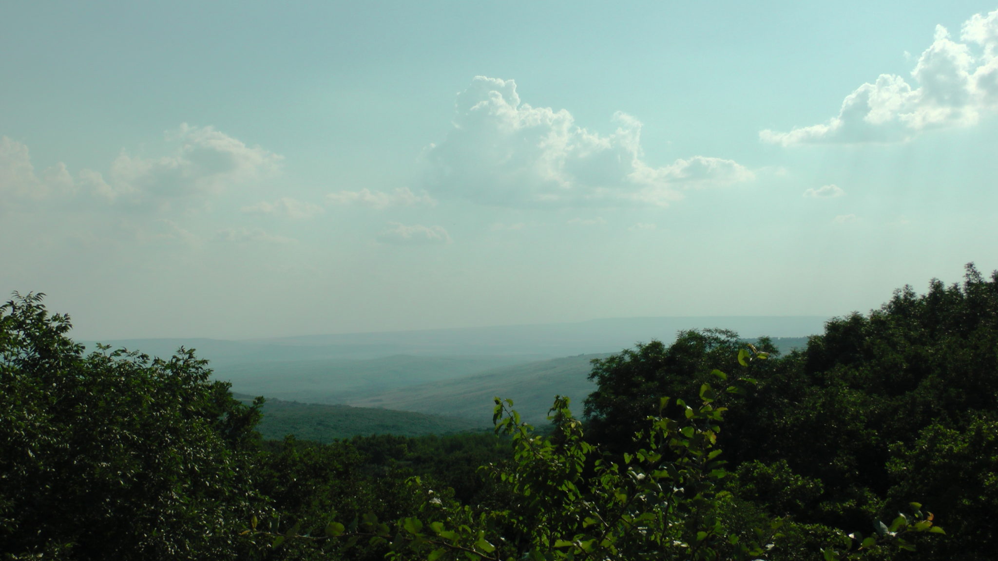 Таманский лес в ставрополе фото